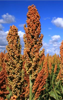 Sorgo